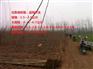 山东107杨树苗价格