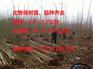 107杨树苗批发价格