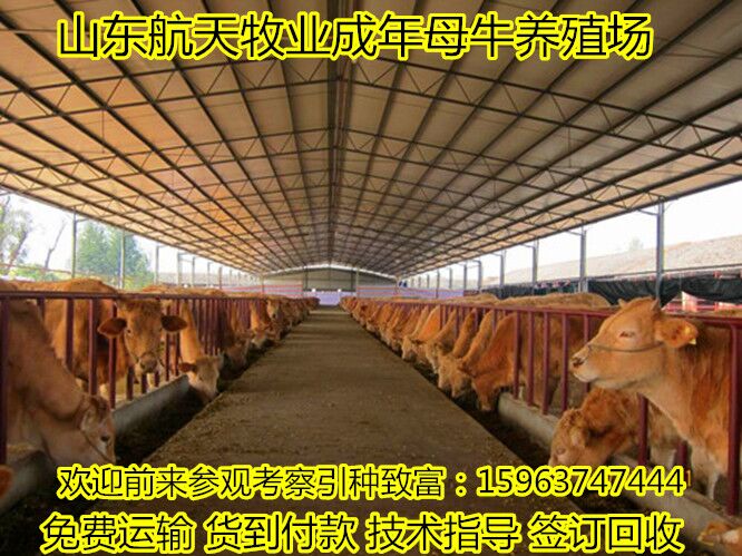 汉寿县 育肥牛价格|养牛效益|&nbsp;&nbsp;肉牛&nbsp;&nbsp;牛犊