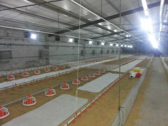 鸡舍调温锅炉报价，鸡舍锅炉哪家好，浩丰锅炉第一  鸡舍专用锅炉