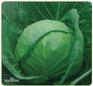 唐山市卷心大头菜 甘蓝