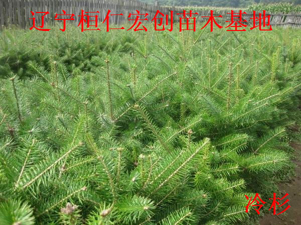 冷杉树、冷杉苗、辽东冷杉、杉松冷杉、冷杉批发  冷杉小苗