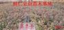 稠李小苗、稠李基地、辽宁稠李、稠李大树