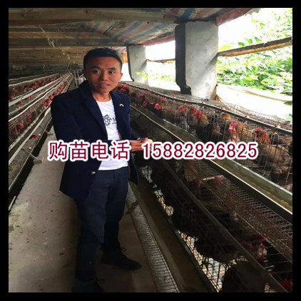 绵阳天翅粮鸡农业科技有限公司