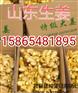 新乐优质姜种新乐生姜批发价格
