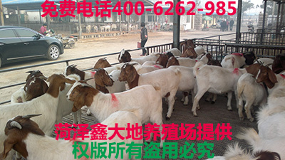 土山羊怀胎母羊多少钱一只