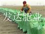 河北发酵鸡粪肥供应商