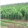 供乌鲁木齐杜松树苗和新疆杜松苗