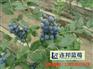 蓝莓苗种植基地