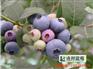 蓝莓苗批发