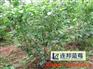 蓝莓苗哪家好