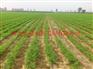 邢台土豆滴灌|滴带被广泛应用