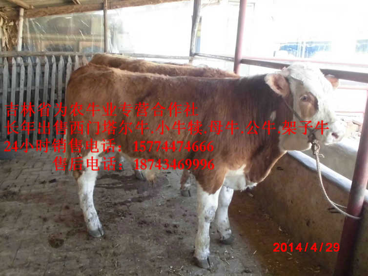 镇赉县东北哪里买牛犊 东北黄牛市场 吉林小牛图片 什么牛长得快