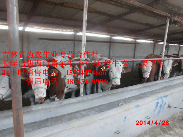 镇赉县东北哪里买牛犊 东北黄牛市场 吉林小牛图片 什么牛长得快