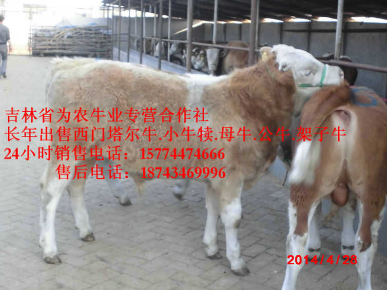 铁法市西门塔尔牛厂家 夏洛莱牛场家 东北哪里买牛犊 西门塔尔牛批发