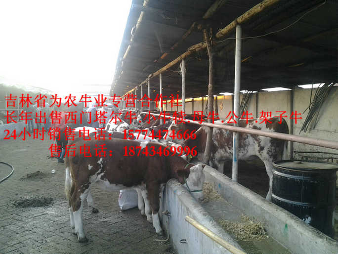 桦甸市吉林小牛图片&nbsp;&nbsp;西门塔尔牛批发&nbsp;&nbsp;四平繁育母牛&nbsp;&nbsp;出售西门塔尔牛