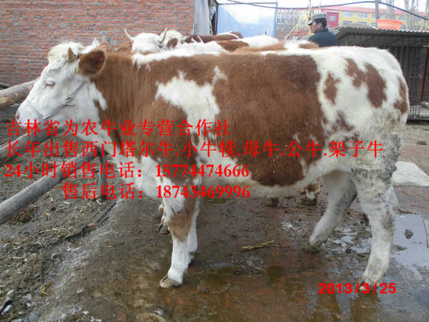 科尔沁左翼中旗什么牛下犊好&nbsp;&nbsp;吉林哪里牛便宜&nbsp;&nbsp;东北养殖合作社&nbsp;&nbsp;西门塔尔牛价格