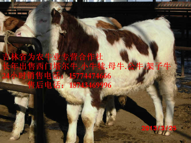 宾县牛犊交易市场 东北西门塔尔牛 营城子西门塔尔 什么牛下犊好