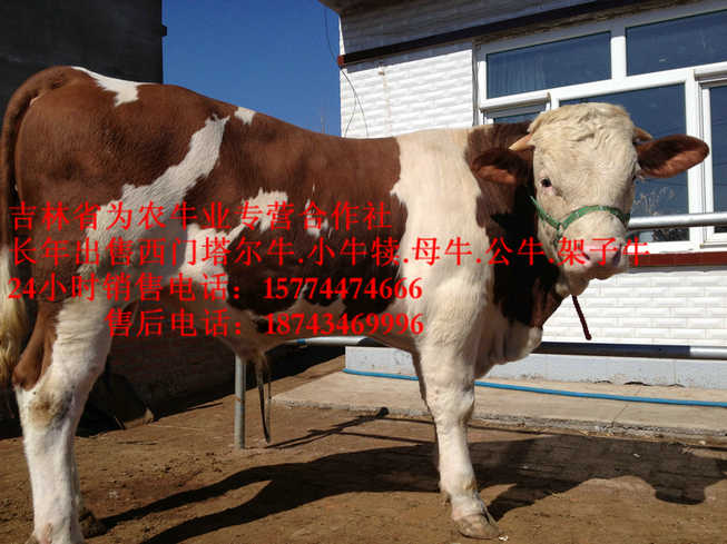 临江市东北养殖牛场&nbsp;&nbsp;西门塔尔牛犊&nbsp;&nbsp;售西门塔尔牛犊&nbsp;&nbsp;吉林夏洛莱牛