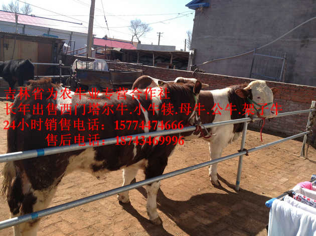 大东区东北繁育母牛&nbsp;&nbsp;吉林养殖合作社&nbsp;&nbsp;肉牛交易市场&nbsp;&nbsp;营城子牛品种