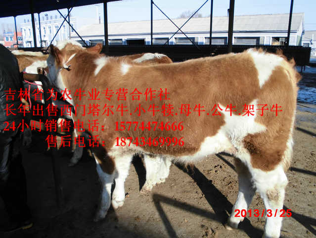 大东区东北繁育母牛&nbsp;&nbsp;吉林养殖合作社&nbsp;&nbsp;肉牛交易市场&nbsp;&nbsp;营城子牛品种