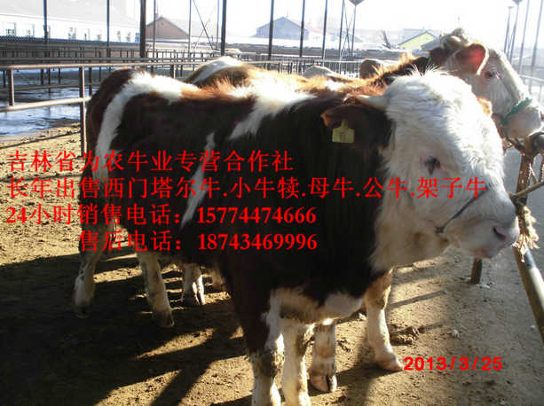 本溪满族自治县营城子西门塔尔&nbsp;&nbsp;牛犊交易市场&nbsp;&nbsp;东北牛犊图片&nbsp;&nbsp;东北哪里牛便宜