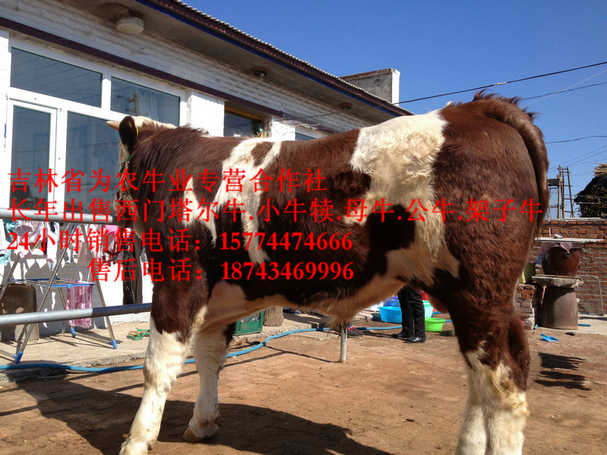 本溪满族自治县营城子西门塔尔&nbsp;&nbsp;牛犊交易市场&nbsp;&nbsp;东北牛犊图片&nbsp;&nbsp;东北哪里牛便宜