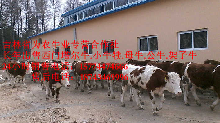 彰武县吉林夏洛莱牛&nbsp;&nbsp;西门塔尔育肥牛&nbsp;&nbsp;东北改良牛市场&nbsp;&nbsp;东北繁育母牛