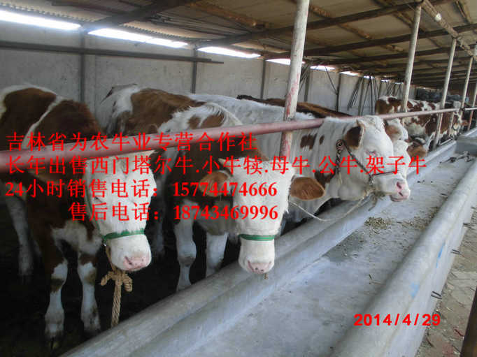 孙吴县西门塔尔牛图片&nbsp;&nbsp;东北小牛图片&nbsp;&nbsp;牛犊交易市场&nbsp;&nbsp;西门塔尔牛批发