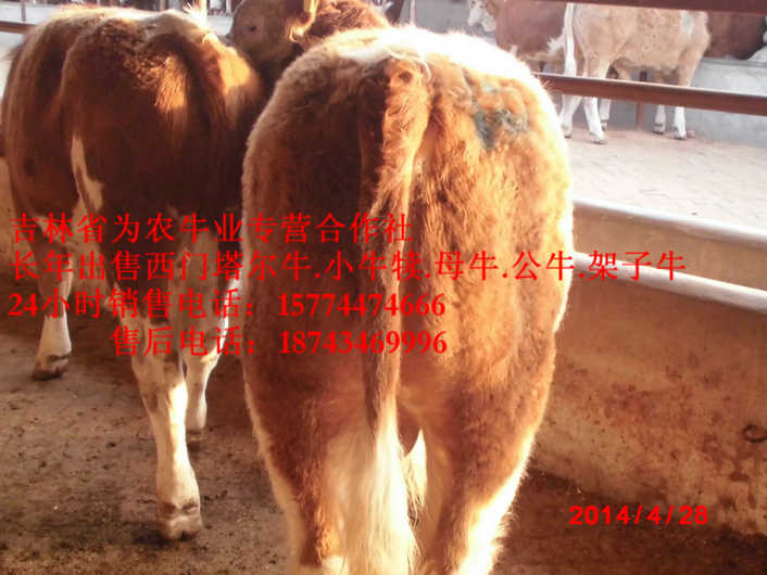 明水县营城子牛品种&nbsp;&nbsp;西门塔尔改良牛&nbsp;&nbsp;夏洛莱牛场家