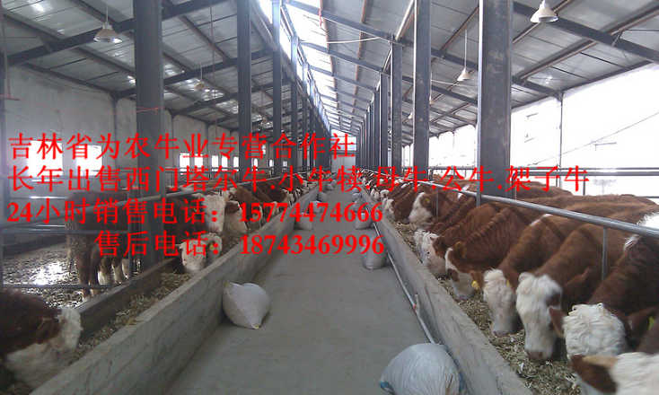 梅里斯达斡尔族区吉林养殖合作社&nbsp;&nbsp;西门塔尔牛犊&nbsp;&nbsp;四平繁育母牛&nbsp;&nbsp;黄牛交易市场