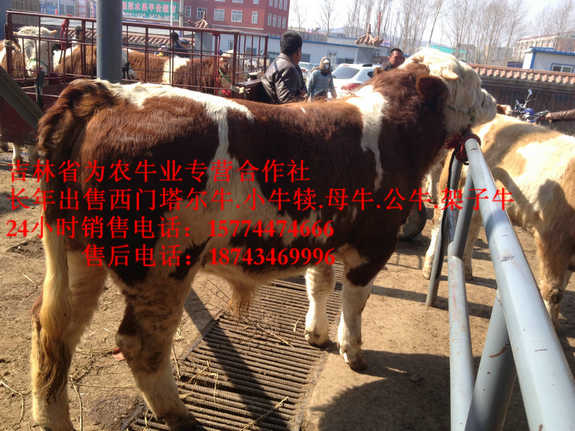 城子河区哪里有西门塔尔&nbsp;&nbsp;夏落来牛价格&nbsp;&nbsp;西门塔尔肉牛&nbsp;&nbsp;肉牛交易市场
