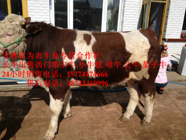 城子河区哪里有西门塔尔&nbsp;&nbsp;夏落来牛价格&nbsp;&nbsp;西门塔尔肉牛&nbsp;&nbsp;肉牛交易市场
