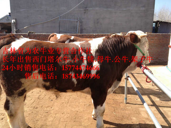 喀喇沁左翼蒙古族自治县西门塔尔牛批发&nbsp;&nbsp;东北养殖场&nbsp;&nbsp;吉林夏洛莱牛&nbsp;&nbsp;什么牛长得最快