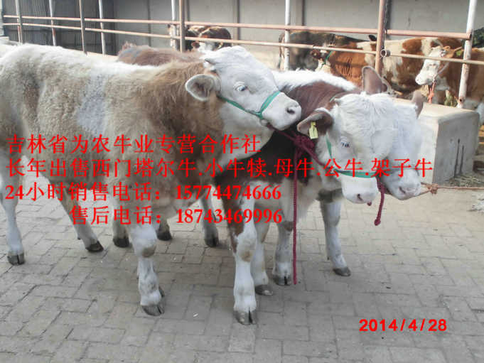 鄂伦春自治旗东北牛犊图片&nbsp;&nbsp;牛场管理&nbsp;&nbsp;西门塔尔牛厂家&nbsp;&nbsp;夏洛莱牛场家