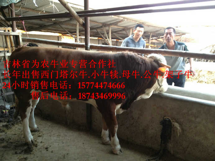 杭锦后旗营城子肉牛 东北哪里牛价低 肉牛交易市场 东北繁育母牛