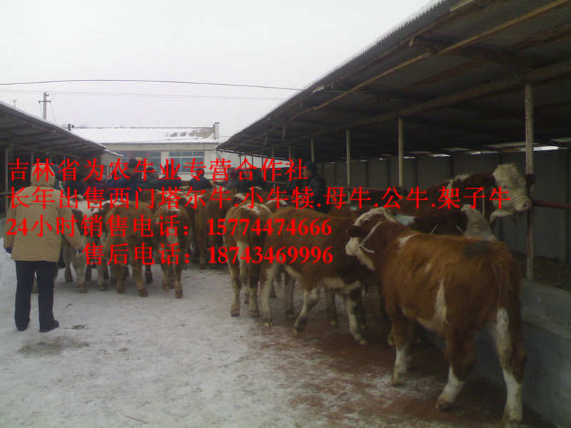 多伦县东北黄牛市场 四平繁育牛犊 营城子在哪里 什么牛最好养