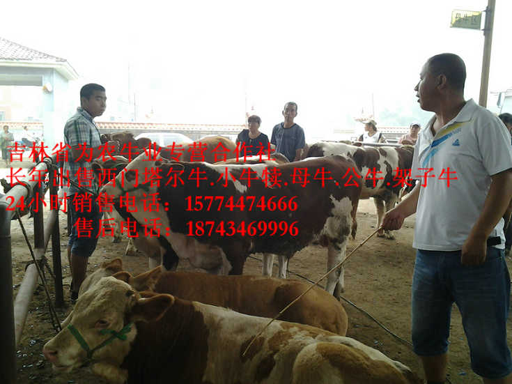 东乌珠穆沁旗东北牛犊价格&nbsp;&nbsp;吉林牛犊价格&nbsp;&nbsp;哪里有西门塔尔&nbsp;&nbsp;四平繁育母牛