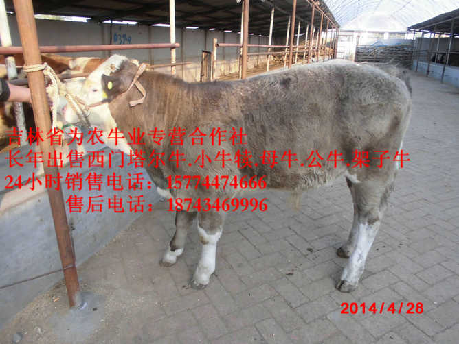 铁西区营城子西门塔尔 东北黄牛市场 售西门塔尔牛犊