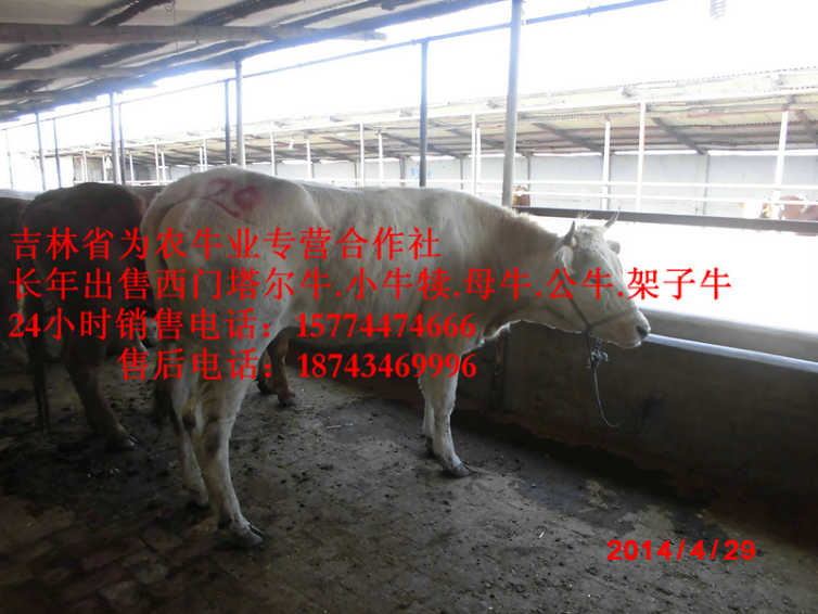 尚志市西门塔尔牛犊&nbsp;&nbsp;吉林养殖牛场&nbsp;&nbsp;肉牛交易市场&nbsp;&nbsp;东北改良牛