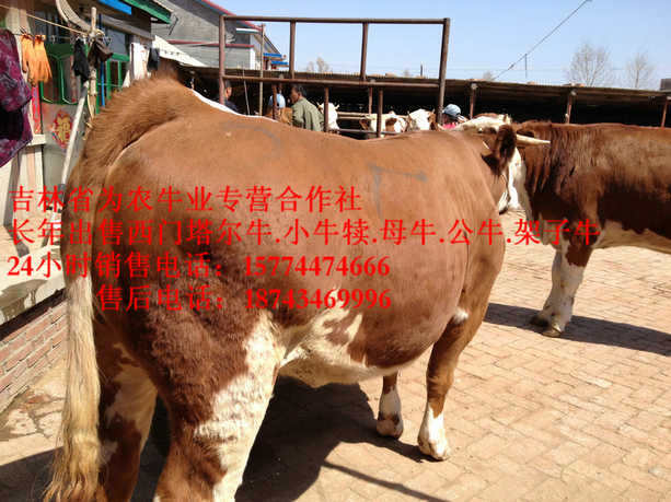 陈巴尔虎旗东北黄牛市场&nbsp;&nbsp;西门塔尔改良牛&nbsp;&nbsp;四平繁育肉牛&nbsp;&nbsp;什么牛下犊好