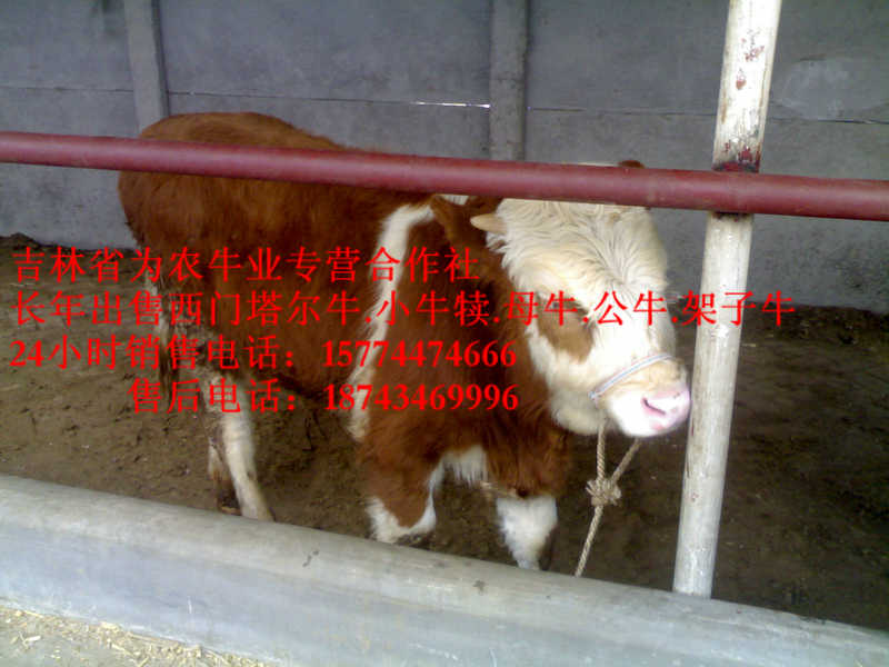 中山区东北哪里牛价低 夏洛莱牛场家 东北养殖合作社 四平繁育牛犊