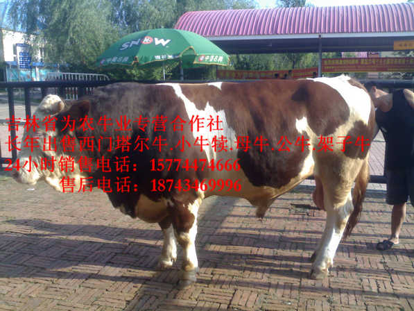 滴道区东北牛犊价格 东北西门塔尔牛 吉林哪里牛便宜 牛病防治