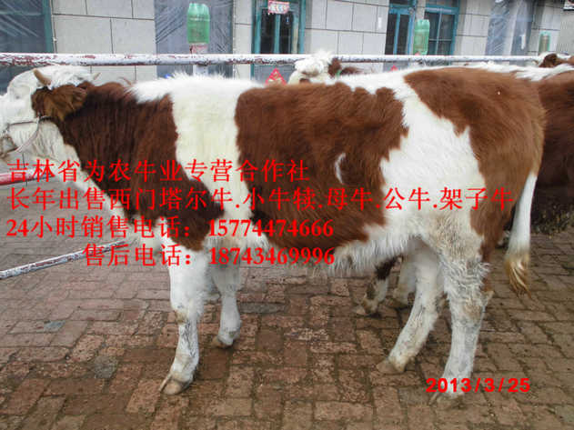 清原满族自治县营城子肉牛&nbsp;&nbsp;吉林夏洛莱牛&nbsp;&nbsp;吉林养殖牛场&nbsp;&nbsp;西门塔尔牛图片