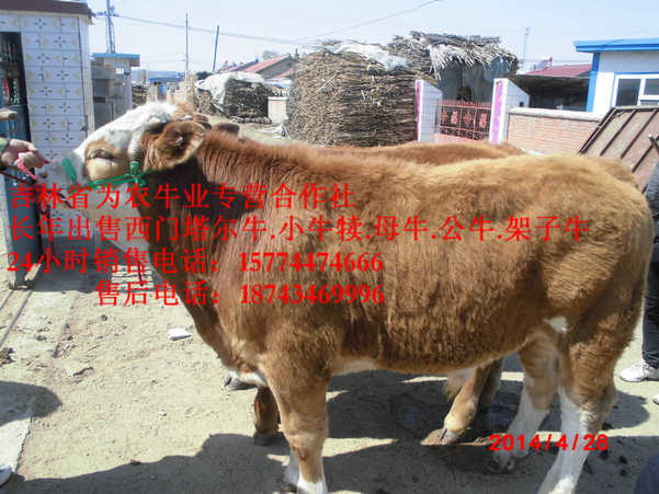 同江市牛犊交易市场 西门塔尔肉牛 东北改良牛 吉林正规养殖场