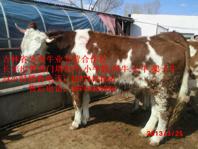 锡林浩特市什么牛长得最快 东北牛犊图片 售西门塔尔牛犊 东北哪里买牛犊