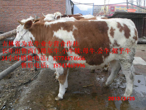 扎兰屯市哪里有西门塔尔&nbsp;&nbsp;肉牛交易市场&nbsp;&nbsp;什么牛长得最快