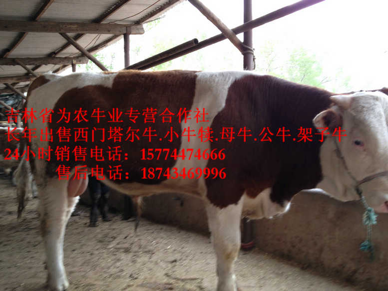 汤原县四平繁育肉牛&nbsp;&nbsp;出售西门塔尔牛&nbsp;&nbsp;四平繁育牛犊&nbsp;&nbsp;吉林哪里牛价低