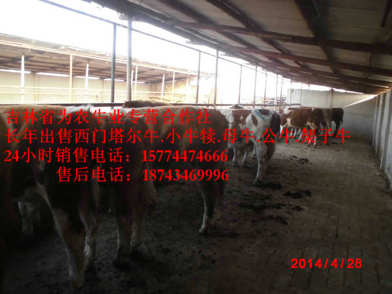 和平区售西门塔尔牛犊&nbsp;&nbsp;东北繁育母牛&nbsp;&nbsp;黄牛交易市场&nbsp;&nbsp;东北哪里牛价低