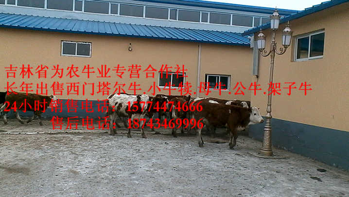 乌马河区东北改良牛基地&nbsp;&nbsp;哪里牛源多&nbsp;&nbsp;东北黄牛市场&nbsp;&nbsp;牛病防治